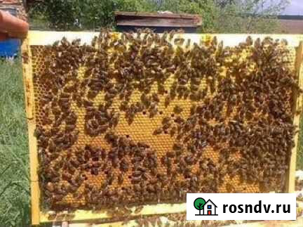 Пчелосемьи, пчелопакеты Омск - изображение 1