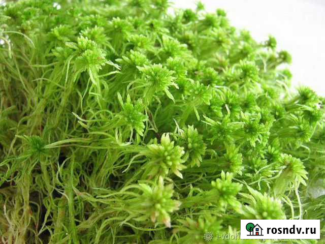 Мох Электроугли - изображение 1