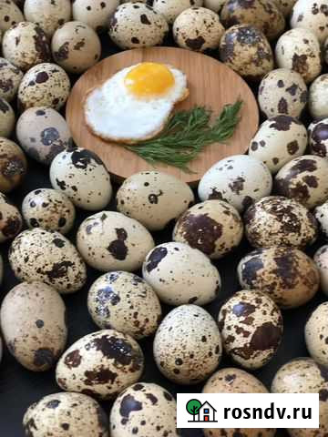 Яйца перепелиные домашние Омск - изображение 1