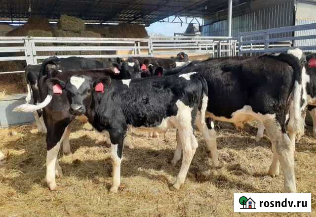 Телята бычки Городище - изображение 1