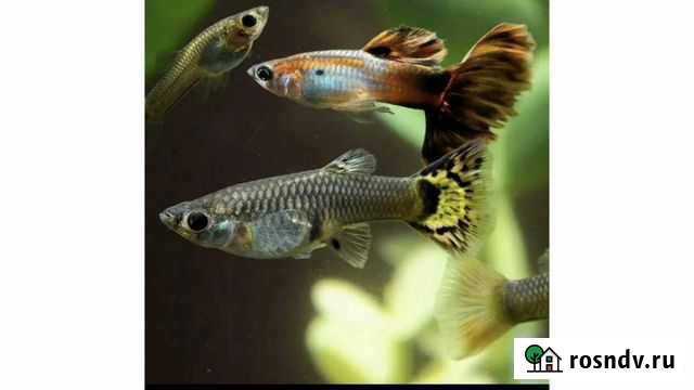 Рыбки Гуппи Салехард - изображение 1