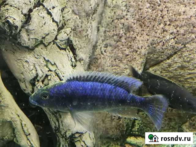 Малавийские цихлиды Мурманск - изображение 1