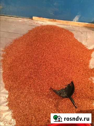 Гаммарус Чаны - изображение 1