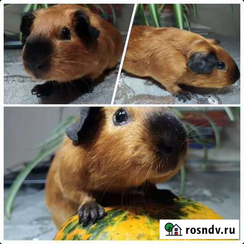 Морская свинка девочка Череповец - изображение 1