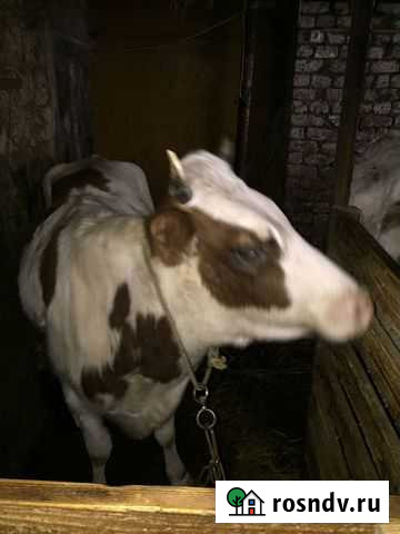 Телка смесь сементал и красномтепная Куруш - изображение 1