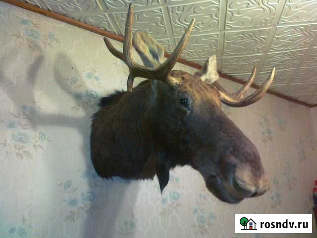 Охотничьи трофеи Мучкапский - изображение 1