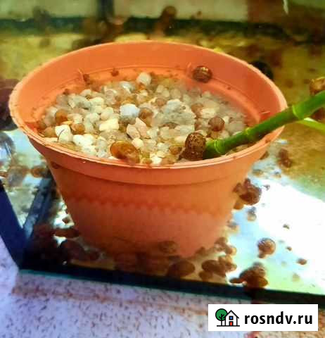 Улитки аквариумные Ахтубинск - изображение 1