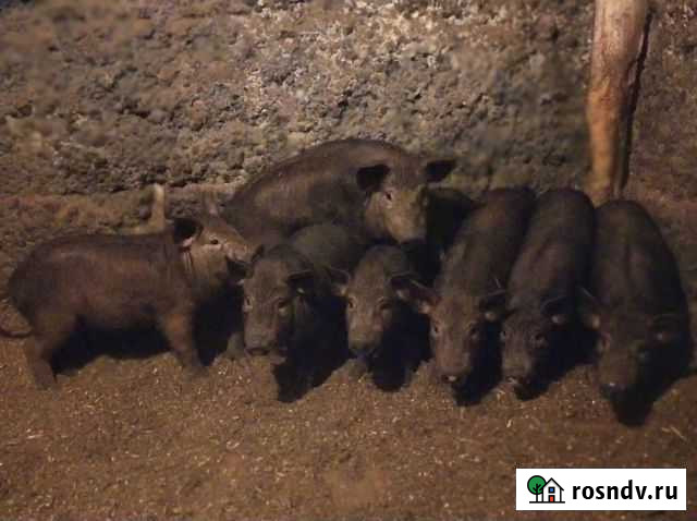 Поросята Оленегорск - изображение 1