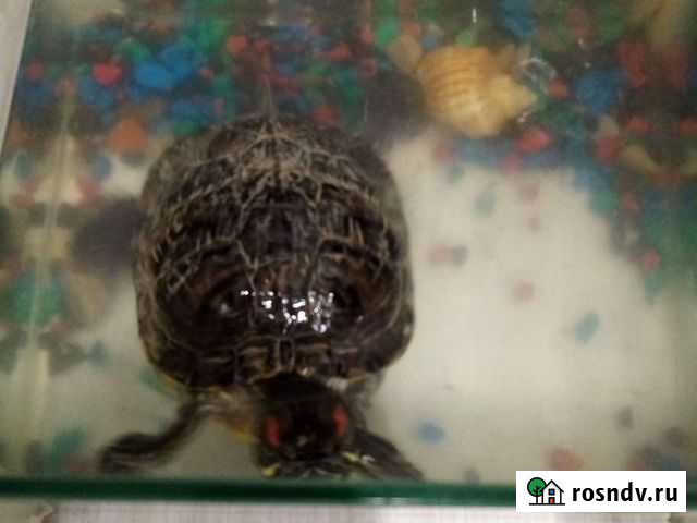 Черепаха Выездное - изображение 1