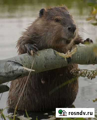 Для здоровья Россошь - изображение 1