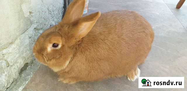 Кролики Нальчик - изображение 1