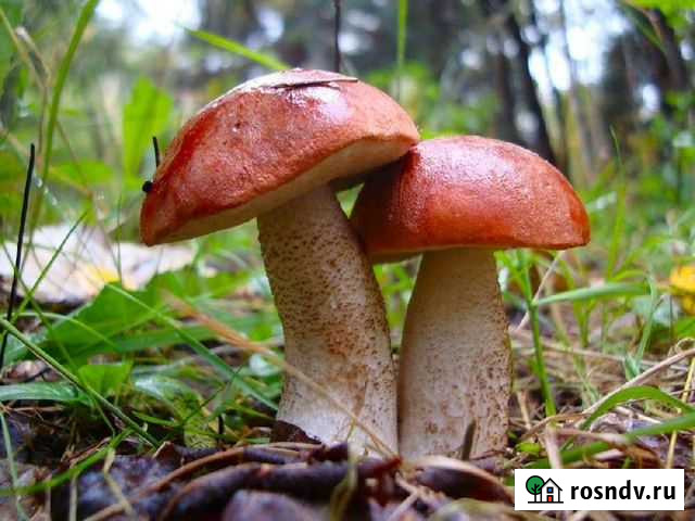 Домашние заготовки.грибы подосиновик- красноголови Волгоград - изображение 1