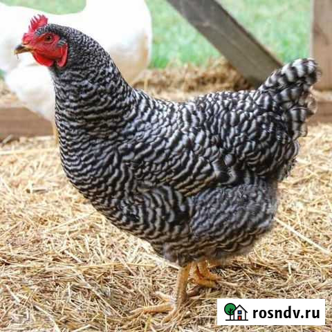 Куры молодки Доминанты Похвистнево - изображение 1