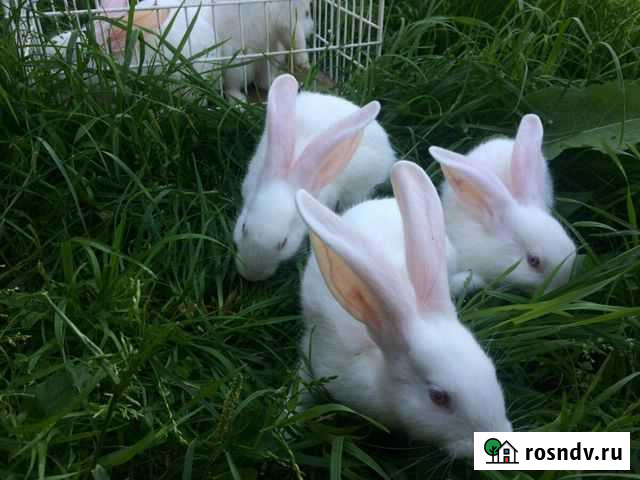 Кролики взрослые. Крольчата Казань - изображение 1