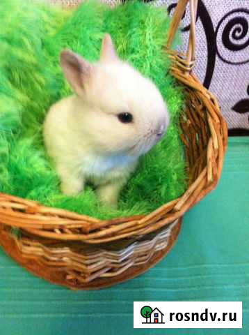 Декоративные Крольчата Сыктывкар - изображение 1