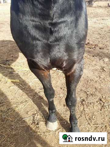 Жеребец Сармаково - изображение 1