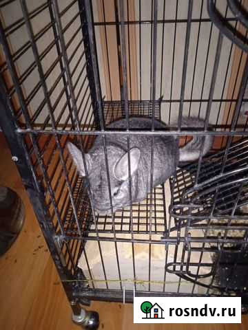 Шиншилла Россошь - изображение 1