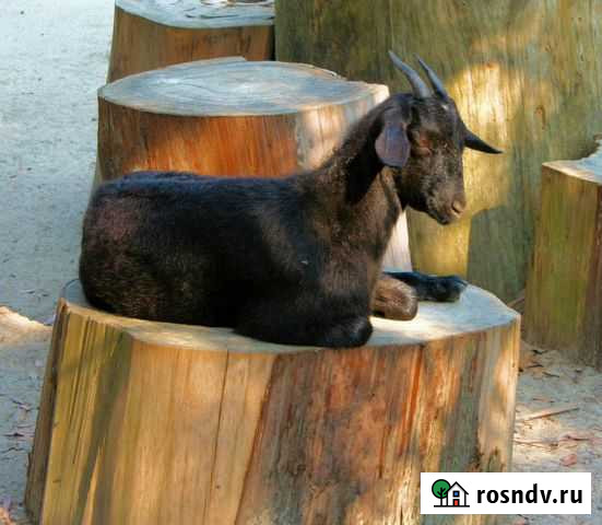 Продаю коз Сочи - изображение 1