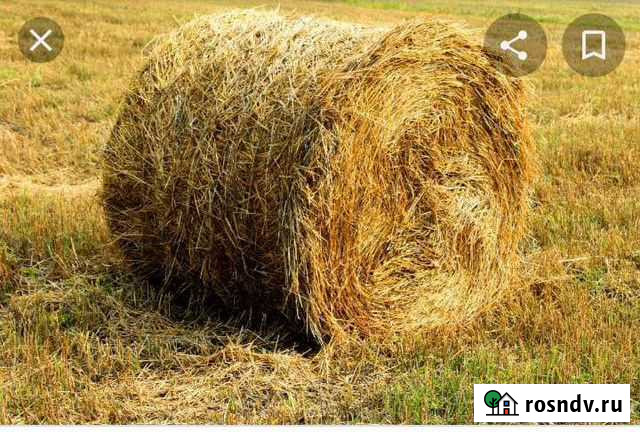 Солома в рулонах Тамбовка - изображение 1