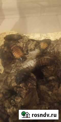 Колония мадагаскарских шипящих тараканов Москва - изображение 1