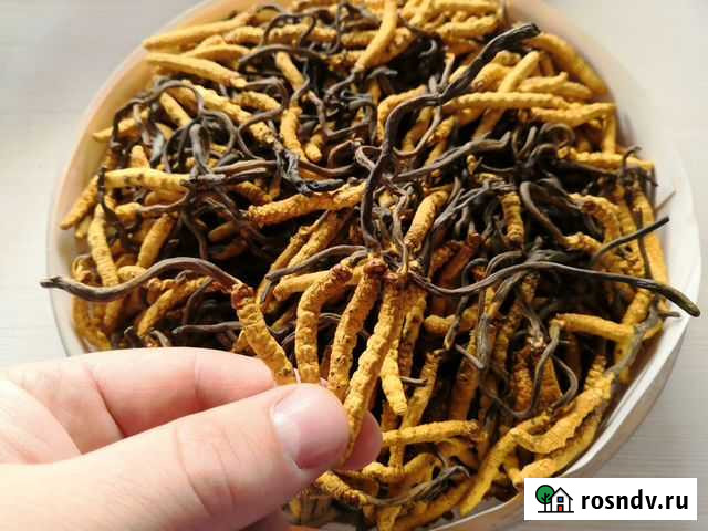 Кордицепс Синенисис. Тибет, 4700 метров. 1 грамм Владивосток - изображение 1