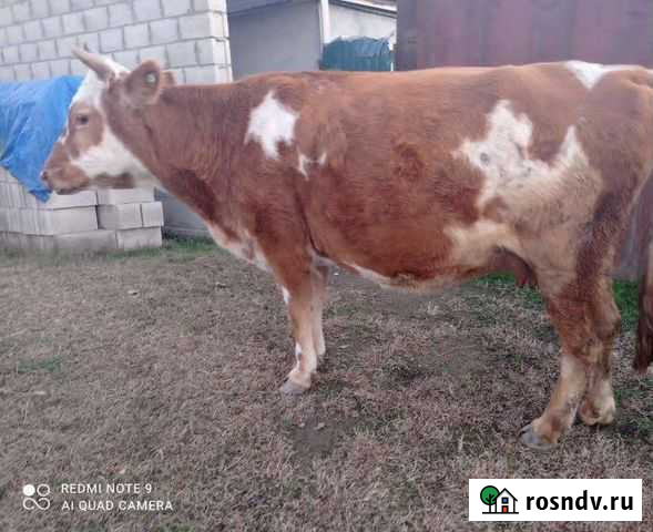Корова Грозный - изображение 1