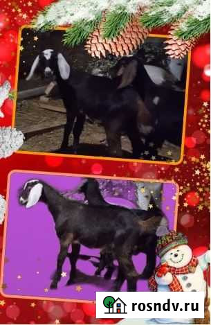 Нубийские козочки Пермь - изображение 1