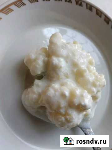 Молочный гриб Горячий Ключ - изображение 1