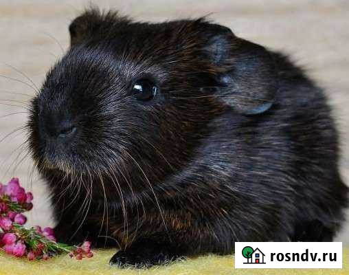 Морской свиненок чёрный Селф на подарок Хабаровск - изображение 1