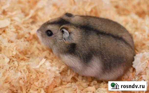 Джунгарики Можайск - изображение 1