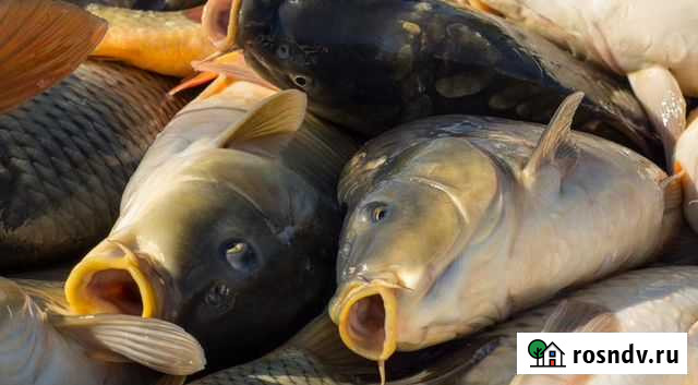 Карп живой Самара - изображение 1