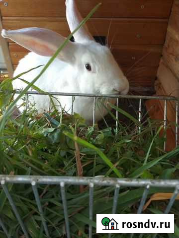 Кролики мясных пород Ишлеи - изображение 1