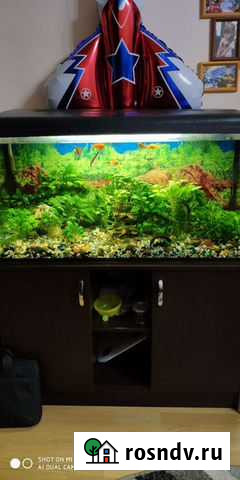 Аквариум с рыбками Шарья - изображение 1
