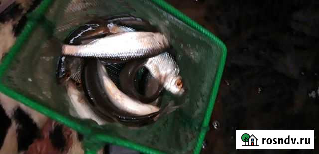 Живец сорожка Новое Атлашево - изображение 1