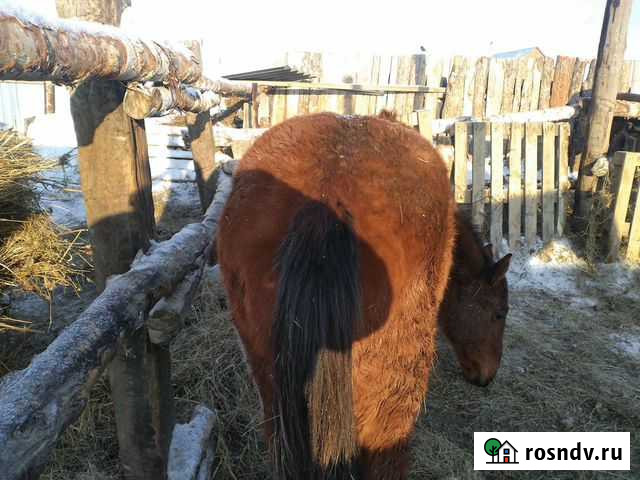 Продам лошадей с откорма Омск - изображение 1