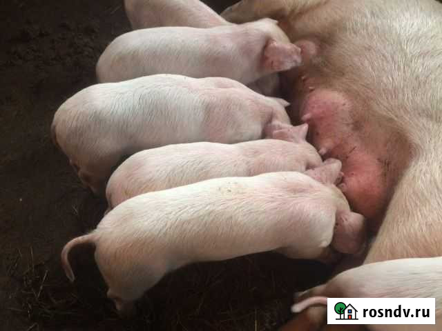 Лопоушкие Выкса - изображение 1