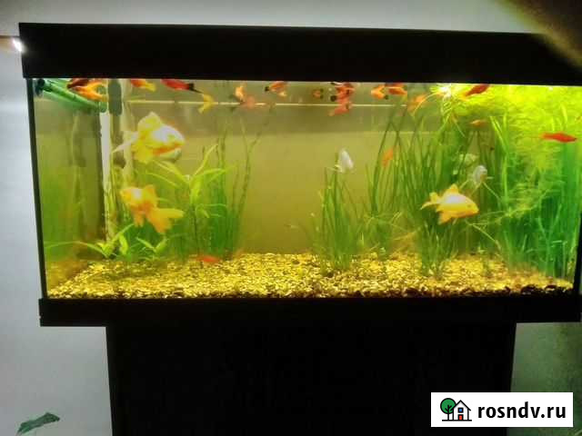 Продам меченосцев и молинезий Сальск - изображение 1