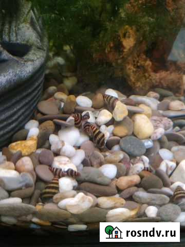 Улитка Хелена Тула - изображение 1