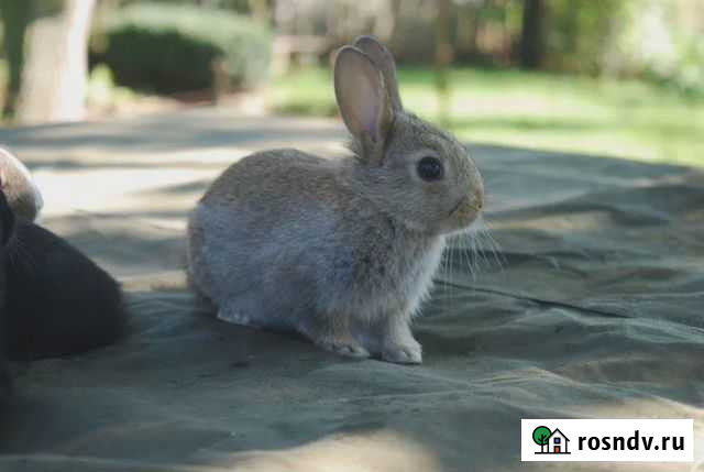 Кролик крольчата Москва - изображение 1
