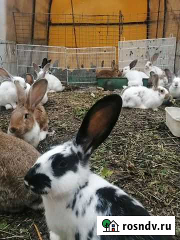 Кролик Барнаул - изображение 1