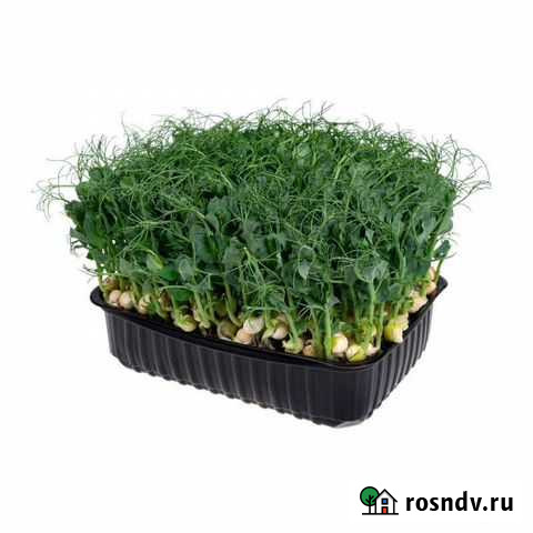 Горох микрозелень Семендер - изображение 1