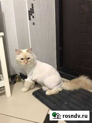 Передержка животных Уфа - изображение 1