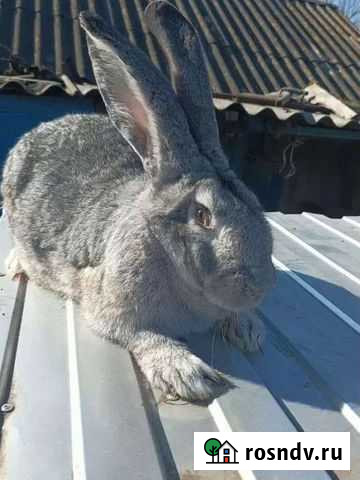 Кролики Фландер Колпны - изображение 1