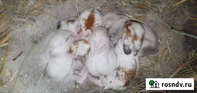 Декоративные мини кролики карлики крольченок для д Краснодар - изображение 1