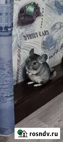 Шиншилла Улан-Удэ - изображение 1