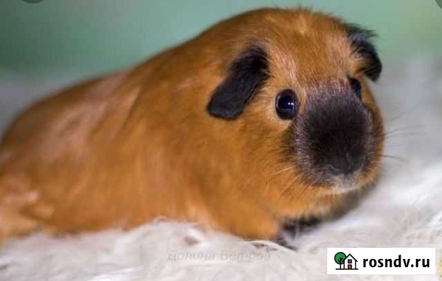 Морская свинка самец Калифорния Пермь - изображение 1