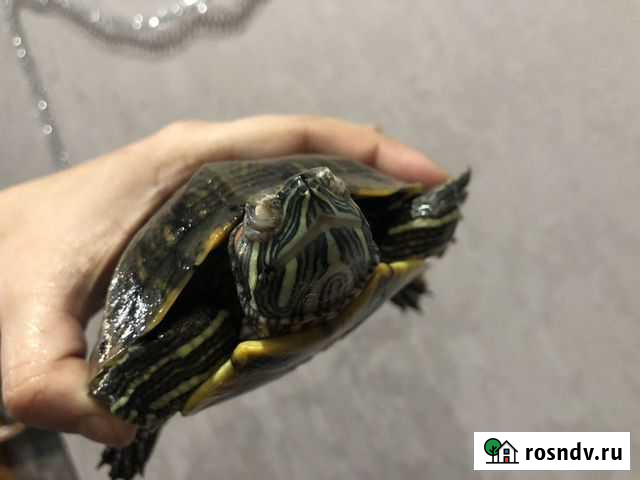 Черепаха красноухая Хабаровск - изображение 1