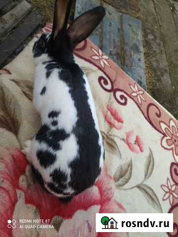 Кролы строкач или немецкий пёстрый Крымск - изображение 1