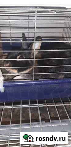 Декоративные кролики Москва - изображение 1