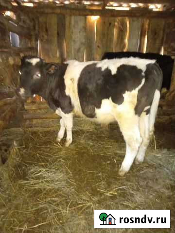 Телята Челябинск - изображение 1